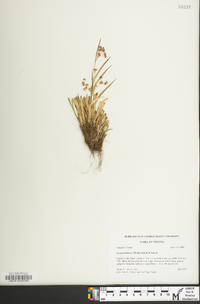 Luzula bulbosa image