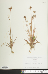 Luzula bulbosa image