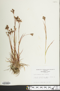 Luzula bulbosa image