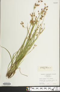 Luzula bulbosa image