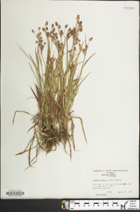 Luzula bulbosa image