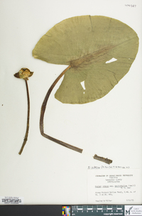 Nuphar advena image