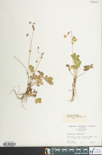 Potentilla canadensis image