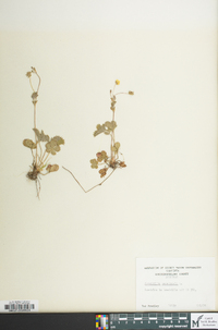 Potentilla canadensis image