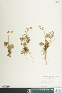 Potentilla canadensis image