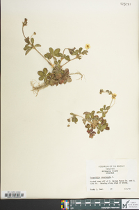 Potentilla canadensis image