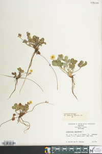 Potentilla canadensis image