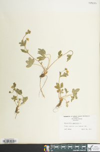 Potentilla canadensis image