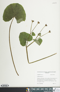 Caltha palustris image