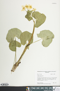 Caltha palustris image