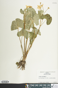 Caltha palustris image