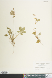 Potentilla canadensis image