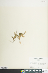 Potentilla canadensis image