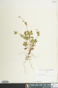 Potentilla canadensis image