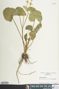 Caltha palustris image