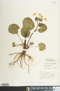 Caltha palustris image