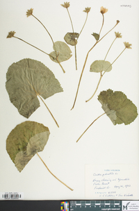 Caltha palustris image