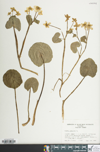 Caltha palustris image