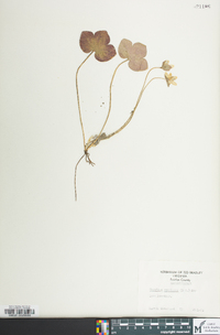 Anemone americana image