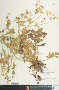 Ranunculus bulbosus image