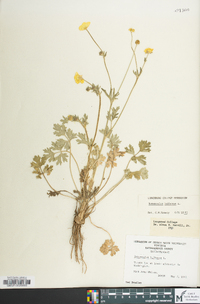 Ranunculus bulbosus image