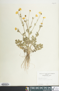 Ranunculus bulbosus image