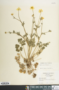 Ranunculus bulbosus image