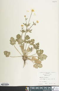 Ranunculus bulbosus image