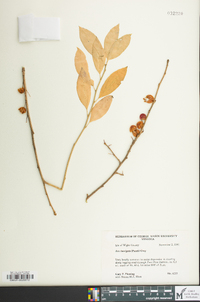 Ilex laevigata image