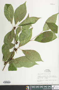 Ilex montana image