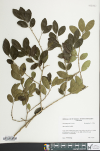 Ilex vomitoria image