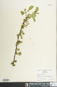 Celastrus scandens image