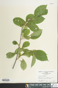 Celastrus scandens image