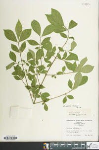 Euonymus alatus image