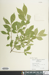 Euonymus alatus image