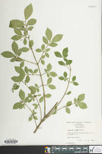 Euonymus alatus image