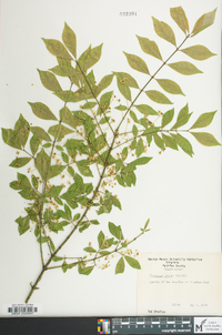 Euonymus alatus image