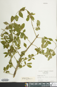 Euonymus alatus image