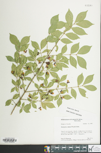 Euonymus alatus image