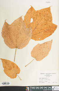 Acer pensylvanicum image