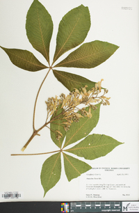 Aesculus flava image