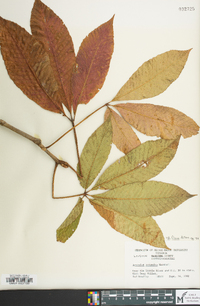 Aesculus flava image