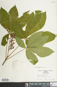 Aesculus flava image