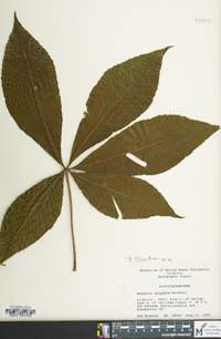 Aesculus flava image