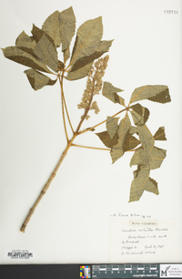 Aesculus flava image