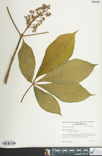 Aesculus flava image