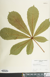 Aesculus hippocastanum image