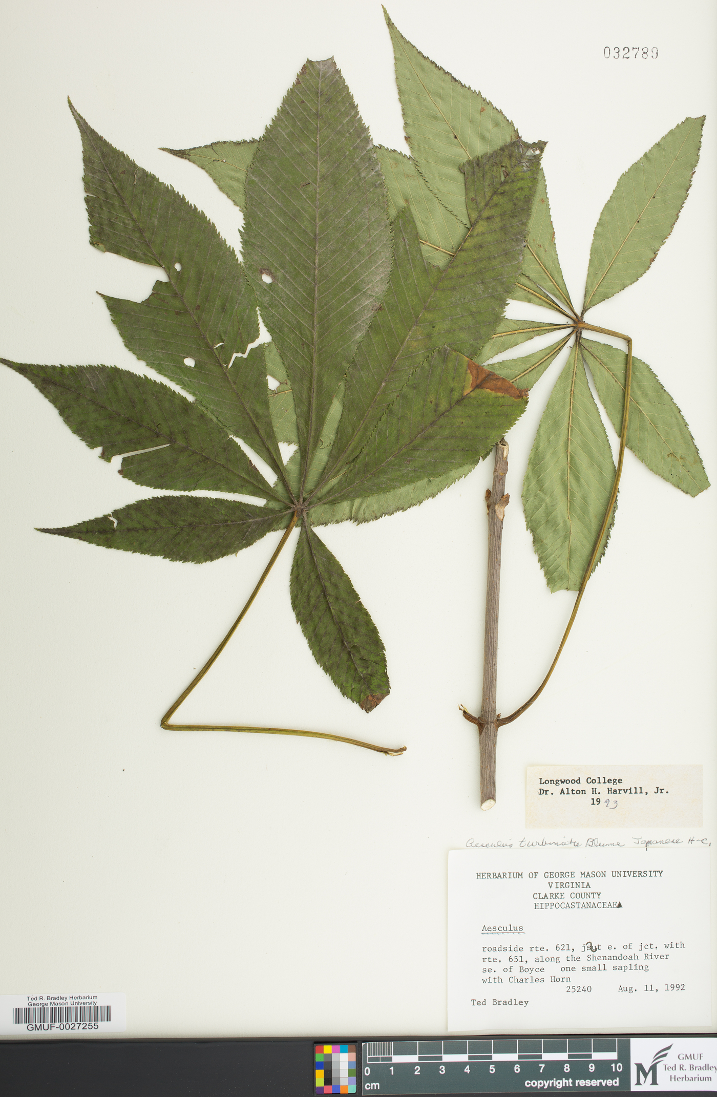 Aesculus turbinata image