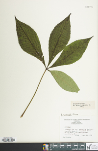 Aesculus turbinata image