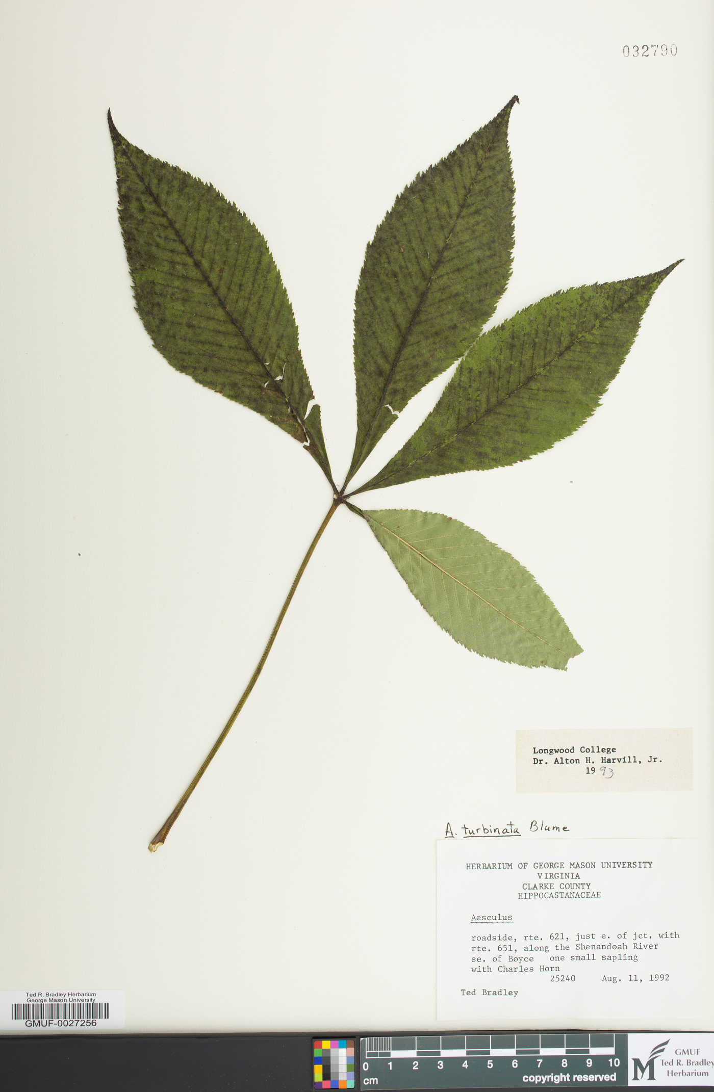 Aesculus turbinata image